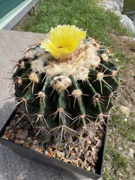 Preview: Wigginsia erinacea